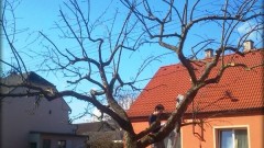 řez ovocných stromů