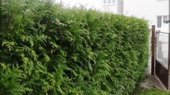 střih thuja