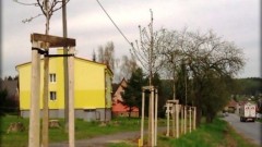 výsadba alejových stromů