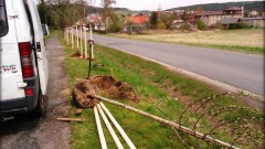 výsadba stromů