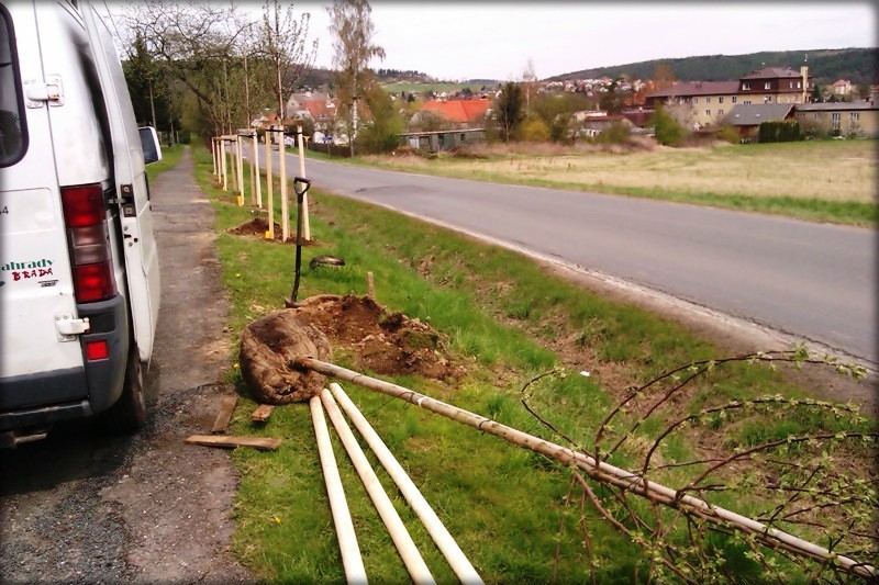 výsadba stromů